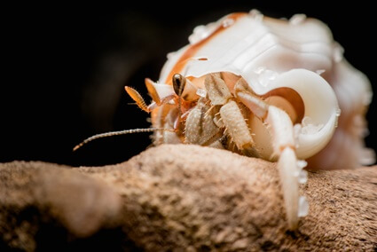 how long does it take for a hermit crab to drown?