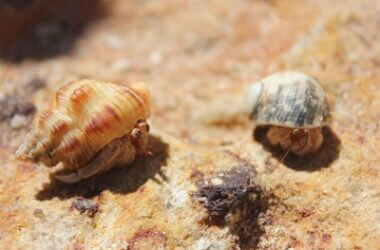 can different sized hermit crabs live together?