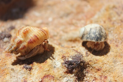 can different sized hermit crabs live together?