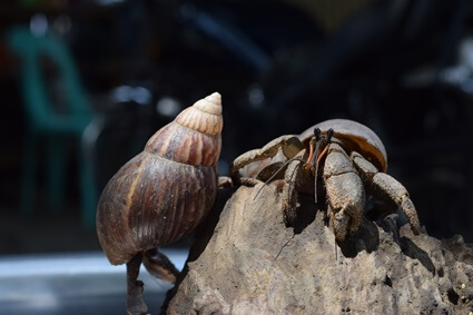 can you put big and small hermit crabs together?