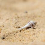 Do hermit crabs need certain sand?