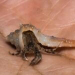 How do you force a hermit crab out of its shell?