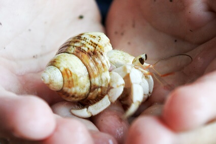 can hermit crabs feel love?