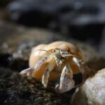 do hermit crabs go to the bathroom?