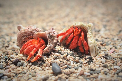 do hermit crabs poop a lot?