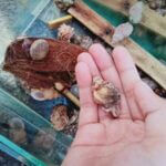 why is my hermit crab so inactive?