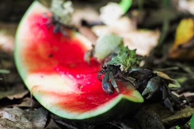 Can you feed watermelon to hermit crabs?