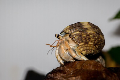 What to do if my hermit crabs aren't eating?