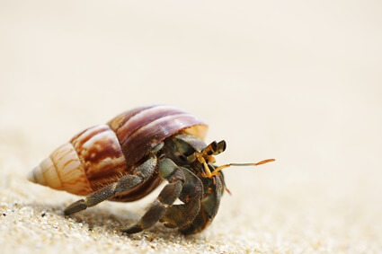 are hermit crabs really crabs?
