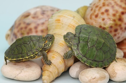 can hermit crabs live with tortoise?