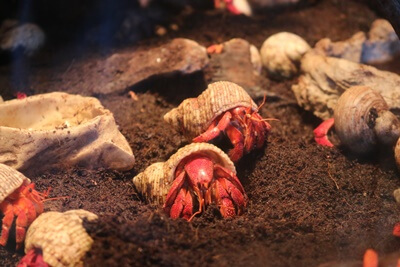can you mix hermit crabs?