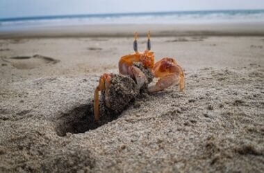 difference between crabs and hermit crabs