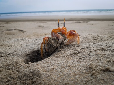 difference between crabs and hermit crabs
