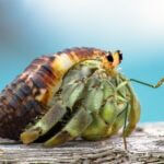 stridulating hermit crab