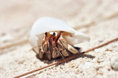 what are the best shells for hermit crabs?