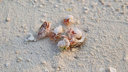 what happens if a hermit crab doesn't change shells?