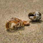 why is my hermit crab changing shells so much?
