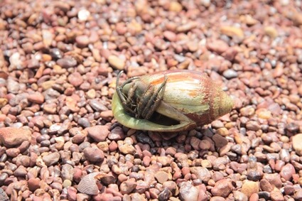 What does it look like when hermit crabs molt?
