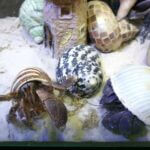 What is the molting process of a hermit crab?