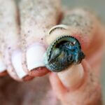 do hermit crabs shed their legs?