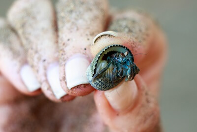 do hermit crabs shed their legs?