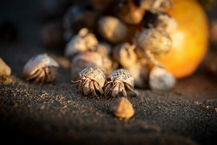 do hermit crabs talk to each other?