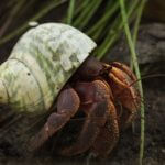 how to take care of purple pincher hermit crabs