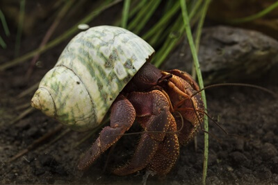 how to take care of purple pincher hermit crabs