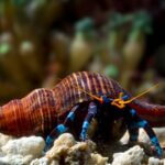 Do hermit crabs like being in water?