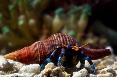 Do hermit crabs like being in water?
