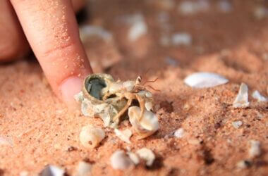 Can Hermit Crabs Fall Out Their Shells?