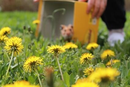 Can hermit crabs have dandelions?