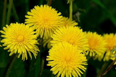 are dandelions good for hermit crabs?