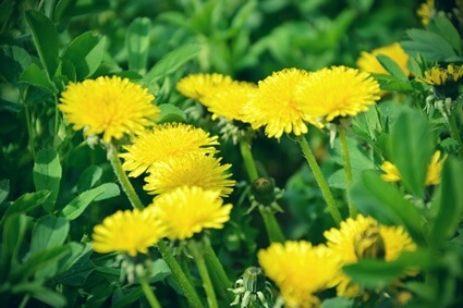 are dandelions safe for hermit crabs?