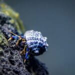 blue leg hermit crab care
