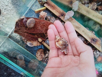 why is hermit crab out of its shell?