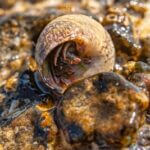 can you feed hermit crabs seaweed?