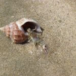 are hermit crabs endangered?