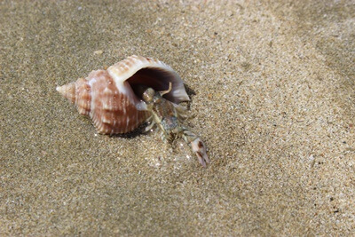 are hermit crabs endangered?