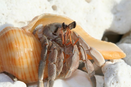 How do you treat shell rot on hermit crabs?