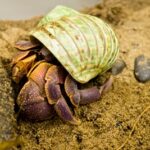 What is the shell disease in hermit crabs?