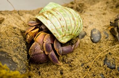 What is the shell disease in hermit crabs?